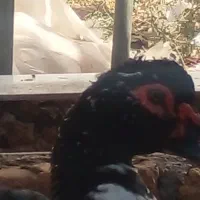 مرغابی  موسکویی بسیار ساکتو وزن گیر|حیوانات مزرعه|کاشمر, |دیوار