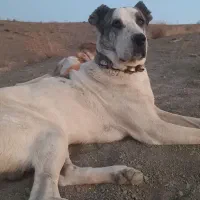 سگه نگهبان|سگ|سبزوار, شهرک جهاد|دیوار