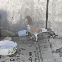 کبوتر|حراج|بانه, |دیوار