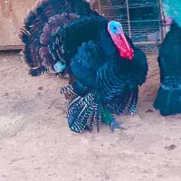 بوقلمون|حیوانات مزرعه|اندیمشک, |دیوار