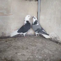 کفتر پرشی سو قدیم کاشان