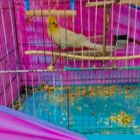 عروس هلندی رام مرغ عشق  معاوضه|پرنده|کرمان, |دیوار