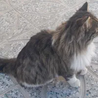 گربه خونگی بفروش میرسد|گربه|زرند, |دیوار