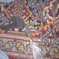 زنجیر اردکانی