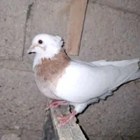 کبوتر|پرنده|فیروزآباد (فارس), |دیوار