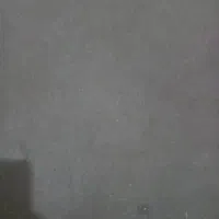 سگ شیتزویااشپیتز