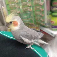 عروس هلندی باهوش جفت|پرنده|کشاورز, |دیوار