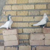 باسلام فقط معاوضه با جفتی