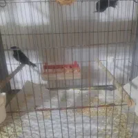 فنج طوطیوار