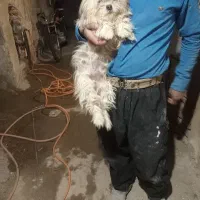 سلام ۴ماه هست ماده