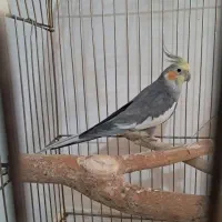 عروس هلندی|پرنده|مشهد, بهمن|دیوار