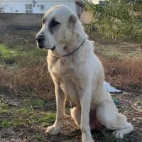 سگ آلابای|سگ|سیمین شهر, |دیوار