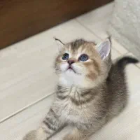 بریتیش بلک گلد اصیل شجره دار