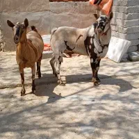 فروش جفت صلاله نر وماده اصل اصل