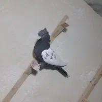 کفتر ماده سینه سرکه ای|پرنده|ارژن, |دیوار