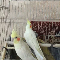 جفت عروس هلندی