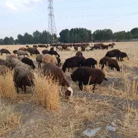 بره نر۳۰تا۴۰کیلویی