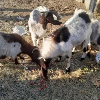 ۳ راس بز ابستن و ۱ راس تکه|حیوانات مزرعه|شهریار, بکه|دیوار