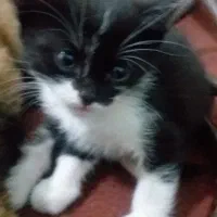 بچه گربه نیمه پرشین