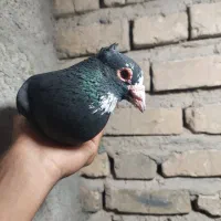 جفت سیاه پلنگ