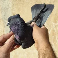 کبوتر کفتر نر زاغ کاکلی قلمی