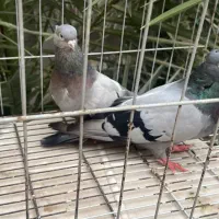 سبز صرب وارداتی|پرنده|اصفهان, تخت فولاد|دیوار