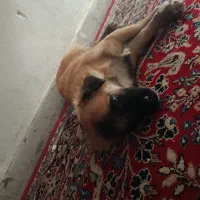 سگ پاکوتاه|سگ|شیراز, شهرک صنعتی شیراز|دیوار