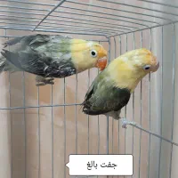 فروش تعدادی طوطی برزیلی پاربلو اپلاین نرو ماده|پرنده|شیراز, شهرک گلستان|دیوار