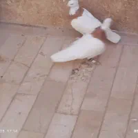 یک جفت کفتر طوقی|پرنده|قم, پردیسان|دیوار