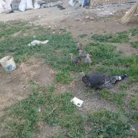 بوقلمون|حیوانات مزرعه|بروجرد, |دیوار