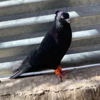 زاغ کلاهی|پرنده|بم, |دیوار