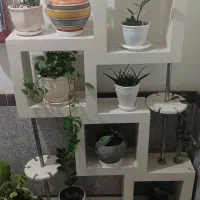 گل همراه با جاگلی