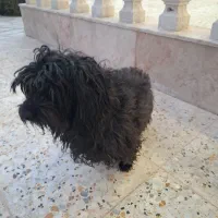 سگ فانتزی  پیدا شده