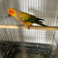 خریداروفروش پرنده کاسکوطوطی عروس لوری ملنگو فنچ