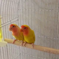 کوتوله زرد صورت هلویی|پرنده|خمینی‌شهر, |دیوار