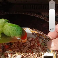 کتوله گم شده