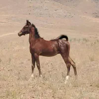 دو راس کره نریان ترکمن و عرب|اسب و تجهیزات اسب‌سواری|آبیک, |دیوار