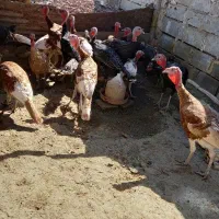 بوقلمون|حیوانات مزرعه|کرمانشاه, |دیوار