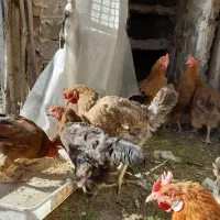 ۹عددمرغ تخمگذار