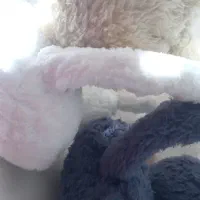 گوشگیر تدی|کفش و لباس بچه|بروجن, |دیوار