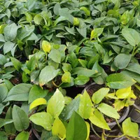 انواع گل پتوس فقط۸۵ت