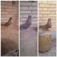 کبوتر درجه یک