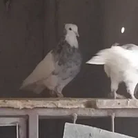 طوقی هفت رنگ ) تماس توضیحات