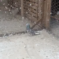 کفتر نقش. و پرشی|پرنده|یزد, |دیوار