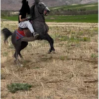 اسب کورد اصیل پر خون