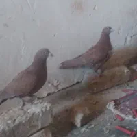 سه تا جوجه سرخ نر