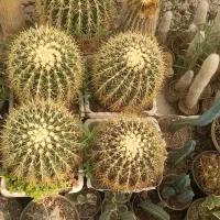 فروش ویژه کاکتوس وساکولنت