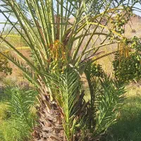 فروش پاجوش نخل کلوته آماده کاشت ،سایز یکدست و عالی