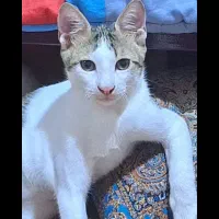 گربه پیداشده