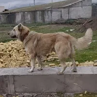 سگ سرابی|سگ|سرخنکلاته, |دیوار